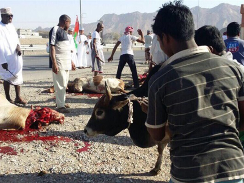 شاهد بالفيديو: ثور هائج في أحد شوارع سلطنة عمان!